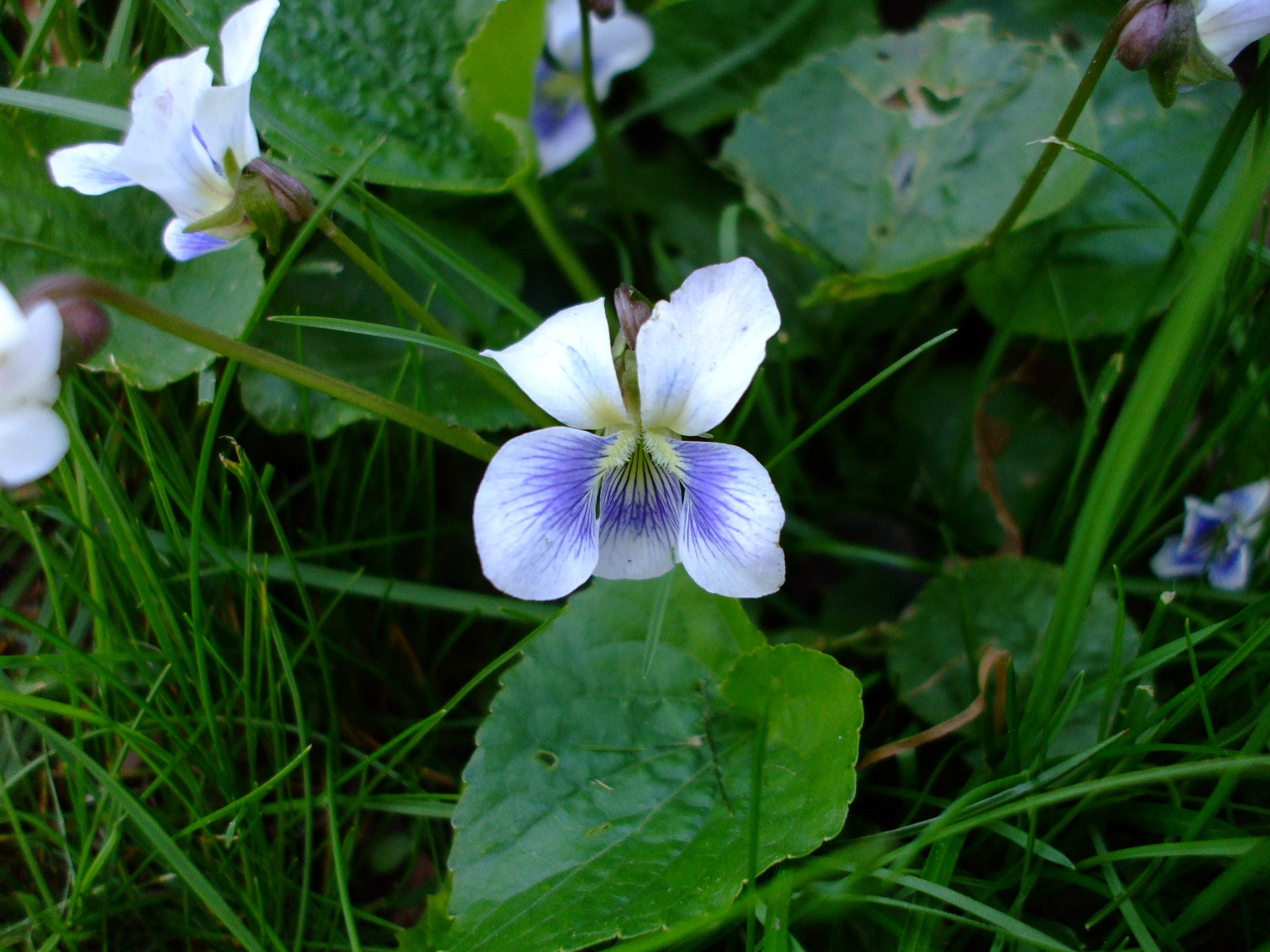 Viola priceana
